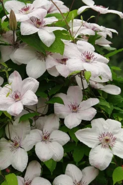 John Paul II Clematis - 1 Gallon Pot -Plants Sales Store clematis john paul II 11