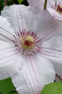 John Paul II Clematis - 1 Gallon Pot -Plants Sales Store clematis john paul II 12