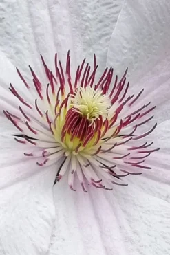 John Paul II Clematis - 1 Gallon Pot -Plants Sales Store clematis john paul II 5