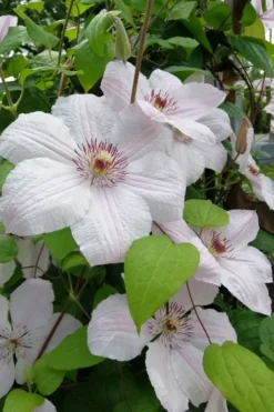 John Paul II Clematis - 1 Gallon Pot