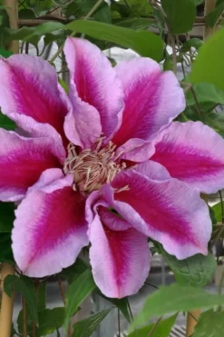 Killian Donahue Clematis - 1 Gallon Pot -Plants Sales Store clematis killian donahue 1