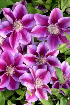 Killian Donahue Clematis - 1 Gallon Pot -Plants Sales Store clematis killian donahue 2
