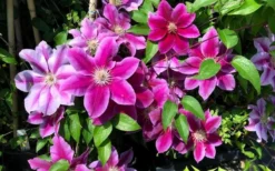 Killian Donahue Clematis - 1 Gallon Pot -Plants Sales Store clematis killian donahue 3