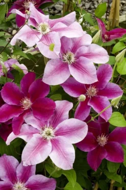 Killian Donahue Clematis - 1 Gallon Pot -Plants Sales Store clematis killian donahue 4