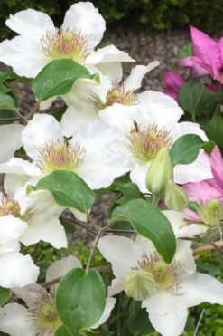 Kitty Clematis - 1 Gallon Pot 14 Kitty Clematis - 1 Gallon Pot -Plants Sales Store clematis kitty 3