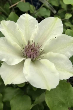Kitty Clematis - 1 Gallon Pot 12 Kitty Clematis - 1 Gallon Pot -Plants Sales Store clematis kitty 4