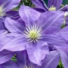 Lady Northcliffe Clematis - 1 Gallon Pot
