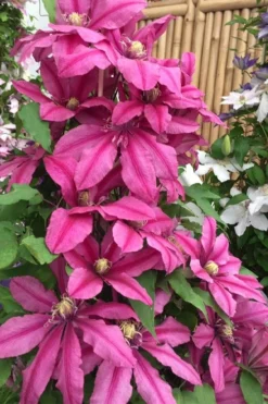 Liberation Clematis - 1 Gallon Pot -Plants Sales Store clematis liberation 4