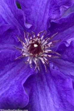 Lindsay Clematis - 1 Gallon Pot -Plants Sales Store clematis lindsay 5