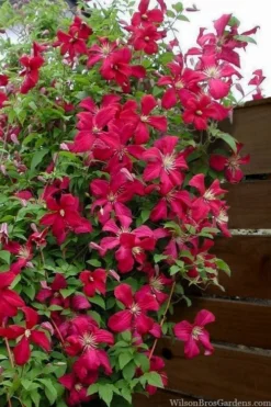 Madame Julia Correvon Clematis - 1 Gallon Pot -Plants Sales Store clematis madame julia correvon 11