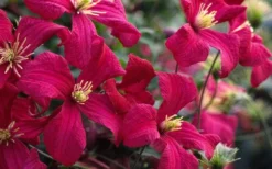Madame Julia Correvon Clematis - 1 Gallon Pot -Plants Sales Store clematis madame julia correvon 13