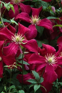 Madame Julia Correvon Clematis - 1 Gallon Pot -Plants Sales Store clematis madame julia correvon 7