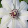 Miss Bateman Clematis - 1 Gallon Pot