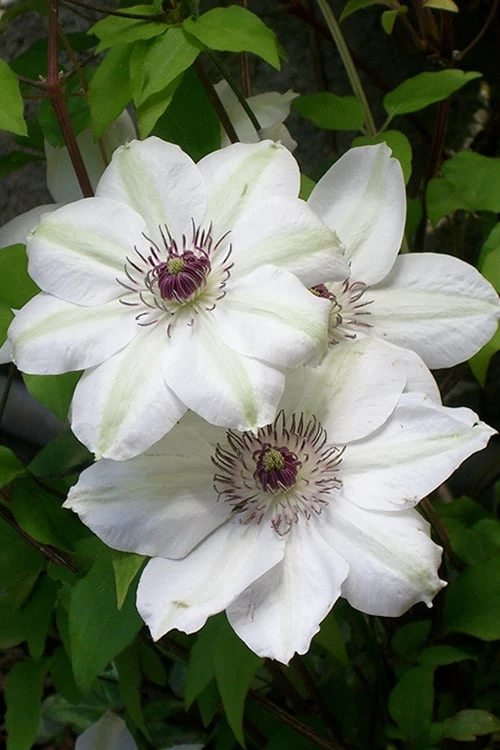 Miss Bateman Clematis - 1 Gallon Pot 5 Miss Bateman Clematis - 1 Gallon Pot - Image 5