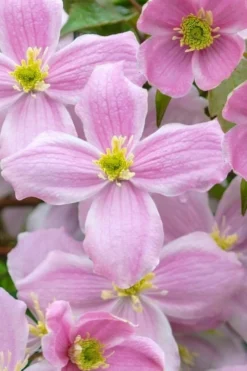 Mayleen Montana Clematis - 1 Gallon Pot -Plants Sales Store clematis montana mayleen 1