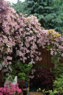 Mayleen Montana Clematis - 1 Gallon Pot -Plants Sales Store clematis montana mayleen 12