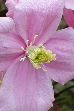 Mayleen Montana Clematis - 1 Gallon Pot -Plants Sales Store clematis montana mayleen 4
