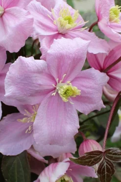 Mayleen Montana Clematis - 1 Gallon Pot -Plants Sales Store clematis montana mayleen 5