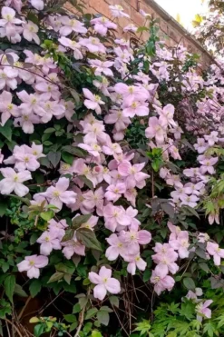 Mayleen Montana Clematis - 1 Gallon Pot -Plants Sales Store clematis montana mayleen 6