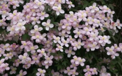 Montana Rubens Clematis - 1 Gallon Pot -Plants Sales Store clematis montana rubens 12