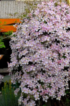 Montana Rubens Clematis - 1 Gallon Pot -Plants Sales Store clematis montana rubens 8