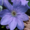 Mrs. Cholmondeley Clematis - 1 Gallon Pot