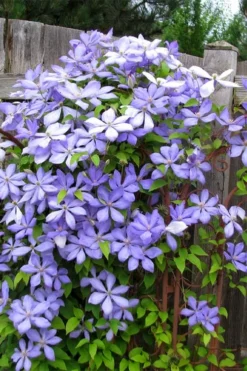 Mrs. Cholmondeley Clematis - 1 Gallon Pot -Plants Sales Store clematis mrs cholmondeley 2