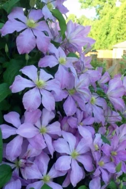 Mrs. Cholmondeley Clematis - 1 Gallon Pot -Plants Sales Store clematis mrs cholmondeley 8