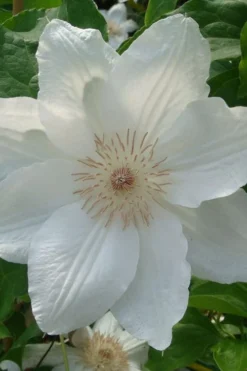 Mrs. George Jackman Clematis - 1 Gallon Pot -Plants Sales Store clematis mrs george jackman 500x750 1