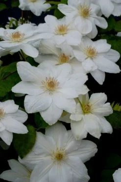 Mrs. George Jackman Clematis - 1 Gallon Pot -Plants Sales Store clematis mrs george jackman 7