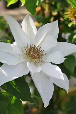 Mrs. George Jackman Clematis - 1 Gallon Pot -Plants Sales Store clematis mrs george jackman 9