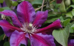 Mrs. Norman Thompson Clematis - 1 Gallon Pot -Plants Sales Store clematis mrs n thompson 1