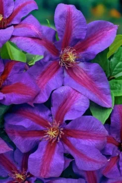 Mrs. Norman Thompson Clematis - 1 Gallon Pot -Plants Sales Store clematis mrs norman thompson 20