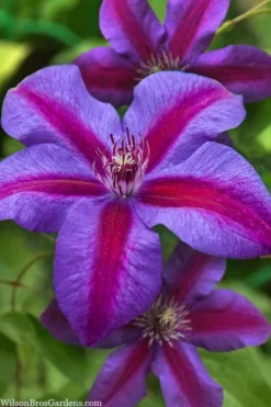 Mrs. Norman Thompson Clematis - 1 Gallon Pot -Plants Sales Store clematis mrs norman thompson 21