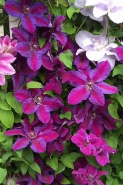 Mrs. Norman Thompson Clematis - 1 Gallon Pot -Plants Sales Store clematis mrs norman thompson 25