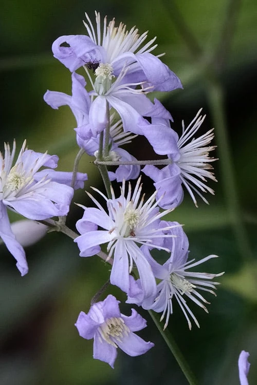Mrs. Robert Brydon Clematis - 1 Gallon Pot 1 Mrs. Robert Brydon Clematis - 1 Gallon Pot