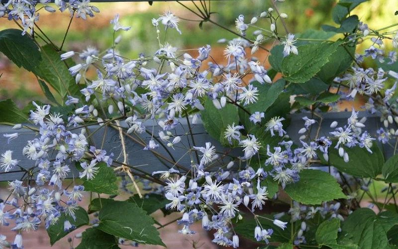 Mrs. Robert Brydon Clematis - 1 Gallon Pot 9 Mrs. Robert Brydon Clematis - 1 Gallon Pot - Image 9
