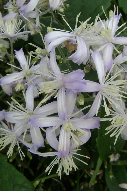 Mrs. Robert Brydon Clematis - 1 Gallon Pot 6 Mrs. Robert Brydon Clematis - 1 Gallon Pot - Image 6