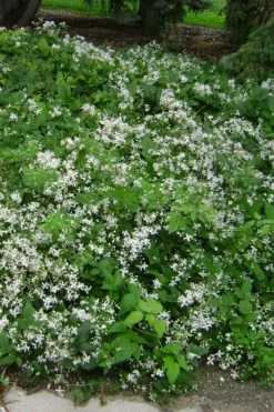 Mrs. Robert Brydon Clematis - 1 Gallon Pot 16 Mrs. Robert Brydon Clematis - 1 Gallon Pot -Plants Sales Store clematis mrs robert brydon 6