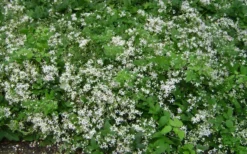 Mrs. Robert Brydon Clematis - 1 Gallon Pot 19 Mrs. Robert Brydon Clematis - 1 Gallon Pot -Plants Sales Store clematis mrs robert brydon 7
