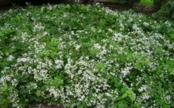 Mrs. Robert Brydon Clematis - 1 Gallon Pot 17 Mrs. Robert Brydon Clematis - 1 Gallon Pot -Plants Sales Store clematis mrs robert brydon 8