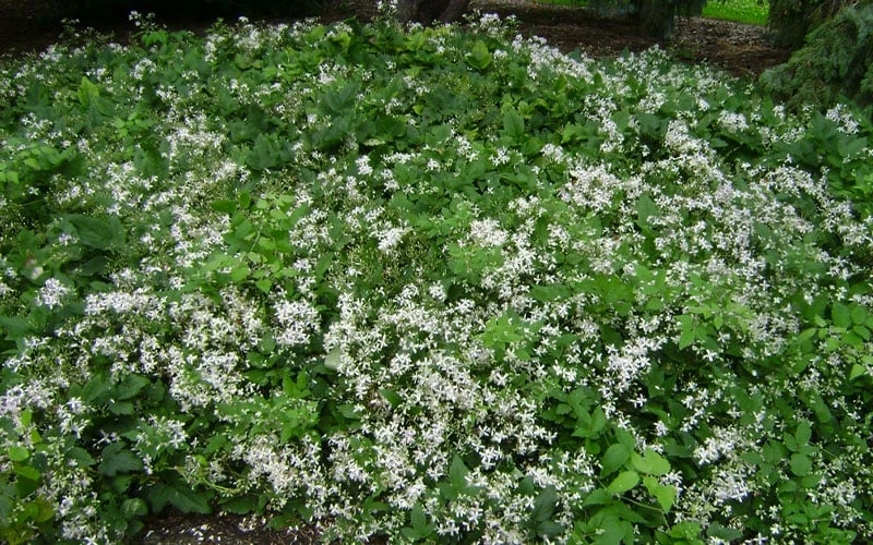 Mrs. Robert Brydon Clematis - 1 Gallon Pot 8 Mrs. Robert Brydon Clematis - 1 Gallon Pot - Image 8