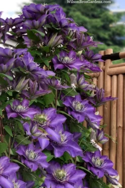 Multi Blue Clematis - 2 Gallon Pot -Plants Sales Store clematis multi blue 3