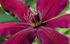 Niobe Clematis - 1 Gallon Pot 9 Niobe Clematis - 1 Gallon Pot -Plants Sales Store clematis niobe 1