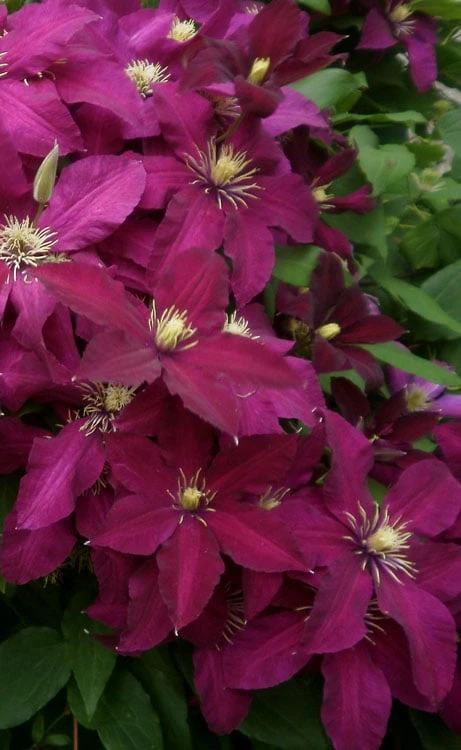 Niobe Clematis - 1 Gallon Pot 5 Niobe Clematis - 1 Gallon Pot - Image 5