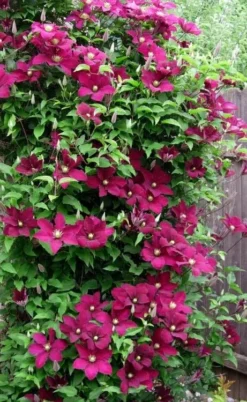 Niobe Clematis - 1 Gallon Pot 11 Niobe Clematis - 1 Gallon Pot -Plants Sales Store clematis niobe 5