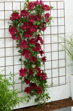 Nubia Clematis - 1 Gallon Pot -Plants Sales Store clematis nubia 1