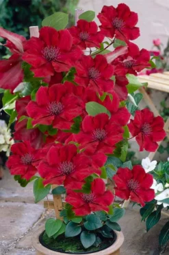 Nubia Clematis - 1 Gallon Pot -Plants Sales Store clematis nubia 3