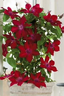 Nubia Clematis - 1 Gallon Pot -Plants Sales Store clematis nubia 5