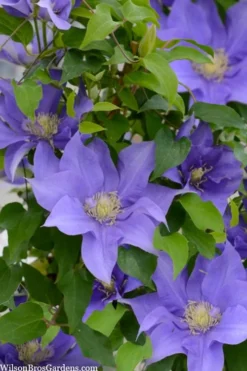 Olympia Clematis - 1 Gallon Pot -Plants Sales Store clematis olympia 2
